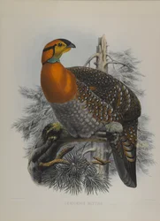 Ceriornis Blythii: Trazapan de Blyth